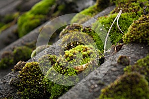 Wet moss on a roof