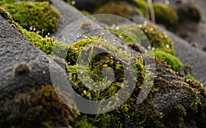 Wet moss on a roof