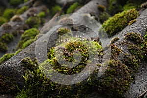 Wet moss on a roof