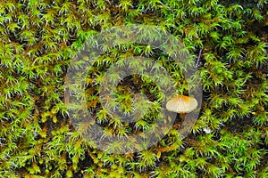 Wet moss and tiny toadstool, up close