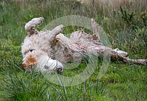 Wet mucky dog rolling in grass