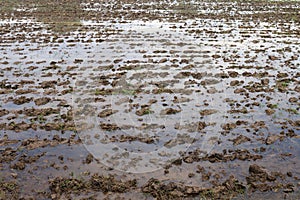 Wet Mud soil for rice cultivation, Wet ground Plots agriculture Preparing for farming Rice cultivation, surface clay, sludge