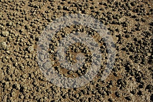 Wet Mud Texture in the Fields