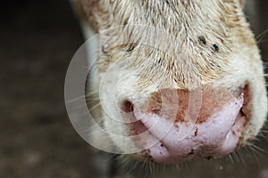 Wet and Muddy Cow Nose