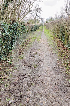 Wet muddy dirt road between green bushes and bare trees