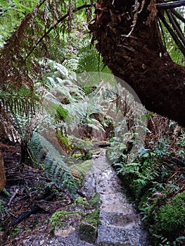 Wet and muddy hiking trail on the Grand Canyon Track in the Blue Mountains