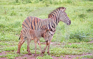 Wet and muddy zebra mother and juvenile