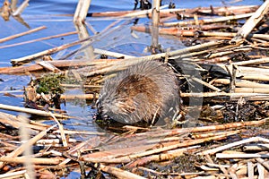 Wet Muskrat eating a snack along the shore