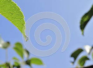 Wet Nectarine Leaf