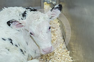 Wet newborn Holstein calf resting in clean bedding