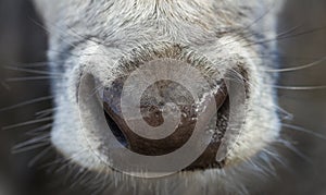 Wet nose of cow