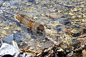 Wet nutria floats on clear water in the river