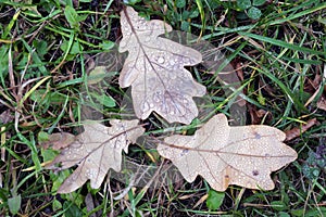 Wet oak leaf with water drops on green grass in autumn