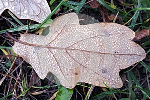 Wet oak leaf with water drops on green grass in autumn