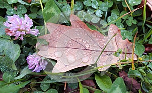 Wet oak leaf with water drops on green grass in autumn