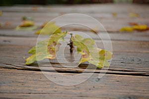 Wet oak leaves and acorns on wet wood