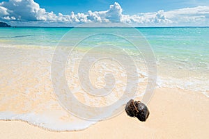 Wet old coconut on a deserted beach with white sand against the