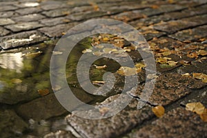 Wet old pavement with puddle and autumn leaves