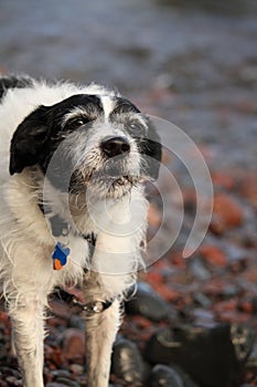 Wet older dog barks lakeside on Superior's shore