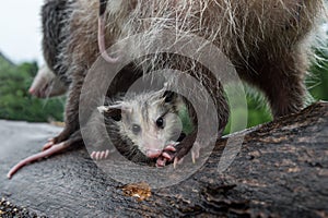 Wet Opossum Joey Didelphimorphia Huddles Under Mother Summer