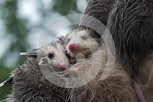 Wet Opossum Joeys Didelphimorphia Huddle Together