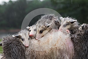 Wet Opossum Joeys Didelphimorphia Huddle Together in the Rain on Mothers Back Summer