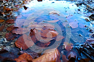 Wet orange Autumn leaves in the water !