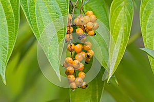 Wet Orange berry fruit of Golden Dewdrop Pigeon berry, Skyflowe