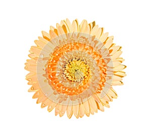 Wet orange gerbera or barberton daisy flower blooming with water drops isolated on white background top view , clipping path