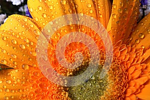 Wet orange petals and center of flower Gerbera Jamesonii with visible drops of water on them.