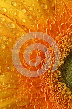 Wet orange petals details of flower Gerbera Jamesonii with visible drops of water on them.