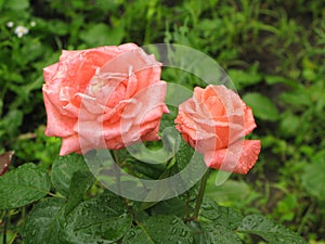 Wet orange roses