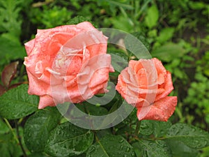 Wet orange roses