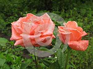 Wet orange roses