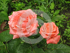 Wet orange roses