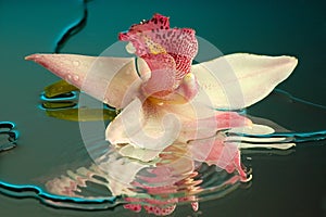 Wet orchid #2