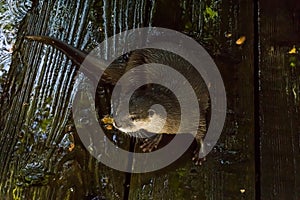 Wet otter sitting on the shore on wet planks animal closeup portrait