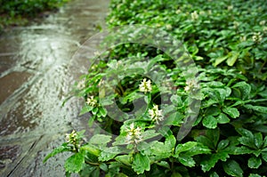 wet pachysandra terminalis green carpet with inflorescence