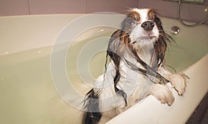 Wet Papillon dog stands in the bathroom