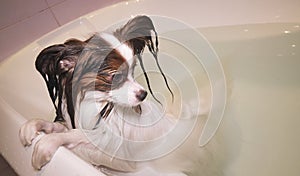 Wet Papillon dog stands in the bathroom