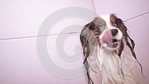 Wet Papillon dog stands in bathroom stock footage video