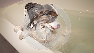 Wet Papillon dog stands in bathroom stock footage video