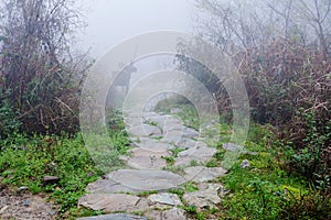 wet pathway in Tiantouzhai village in spring