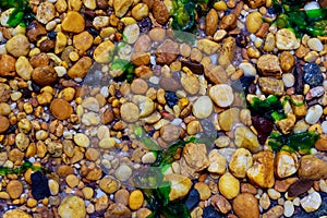 Wet pebbles and seaweed on beach shore. Abstract background