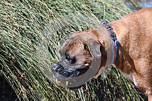 Wet pet boxer dog with tennis ball