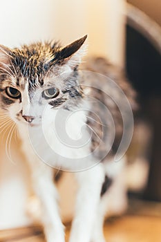 Wet pet cat after washing in bath. Portrait of animal.