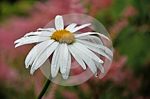 Wet petals of chamomile, end of season