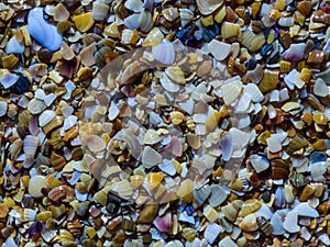 Wet pieces of colored shells on the beach