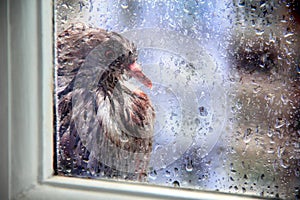 Mokrý holub mimo okna v dešťové kapky 
