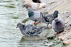 The wet pigeons in river